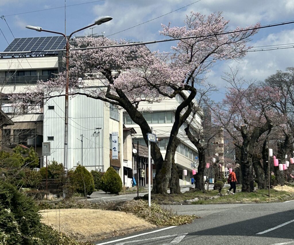 桜