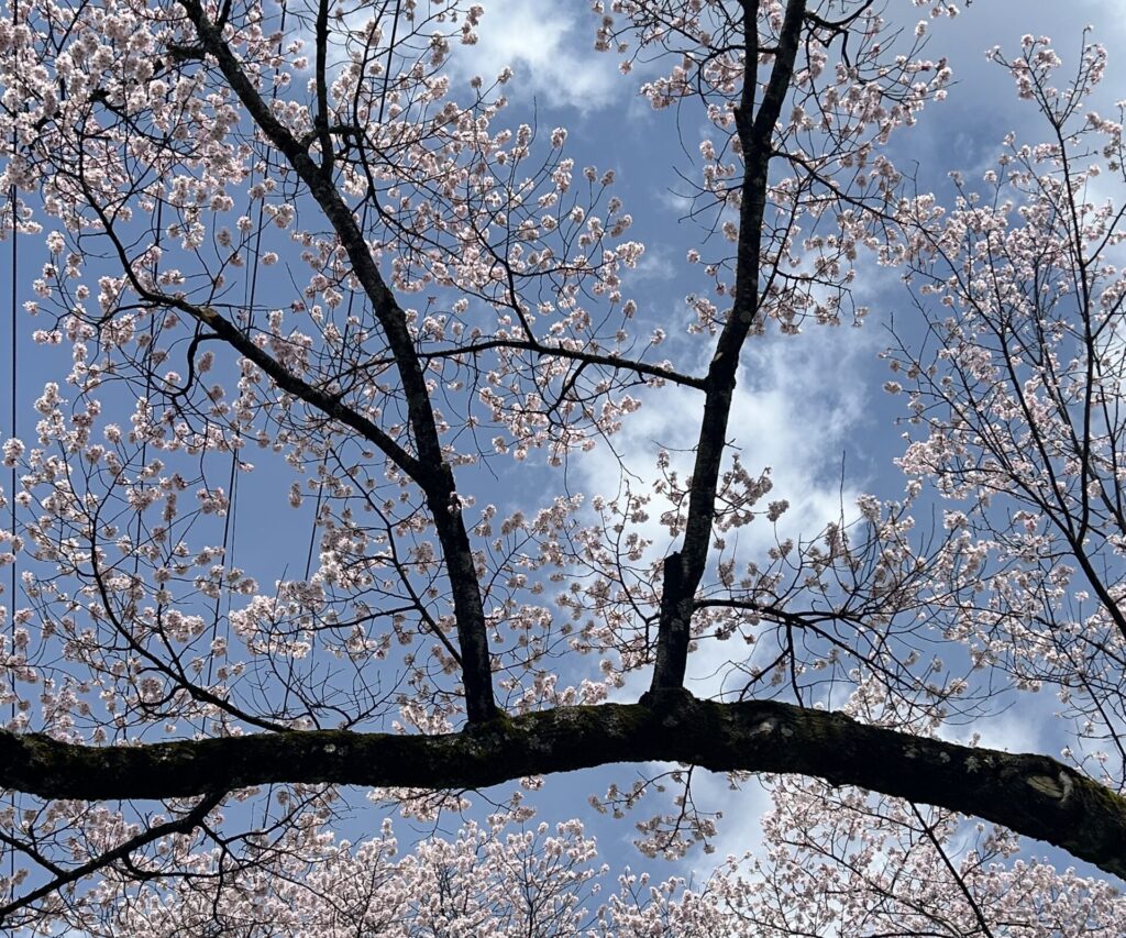 桜