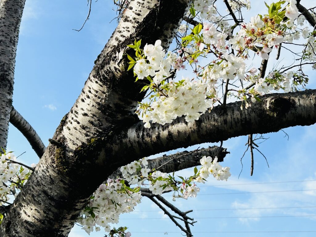 桜