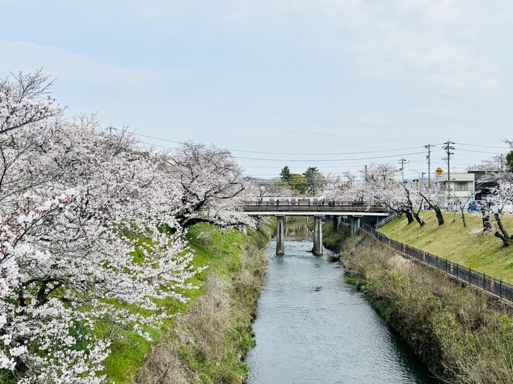 桜