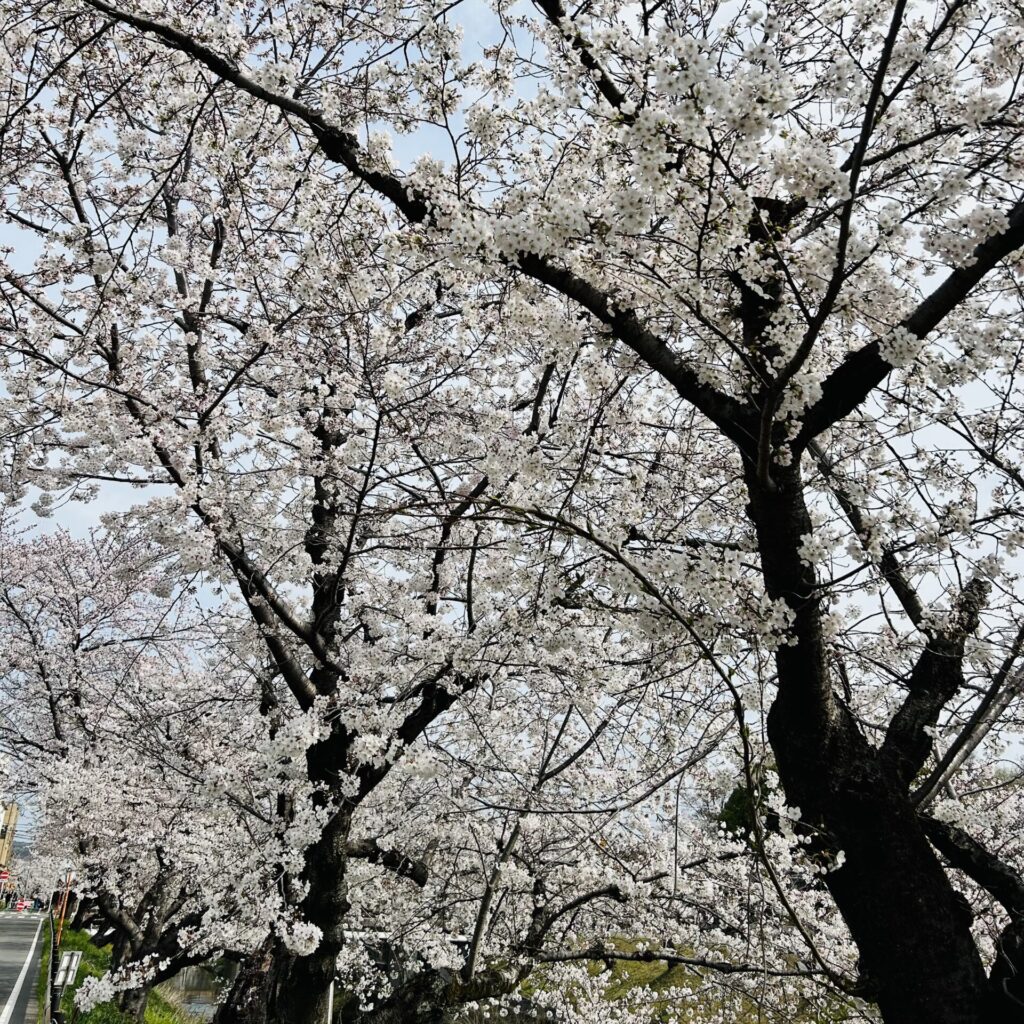 桜