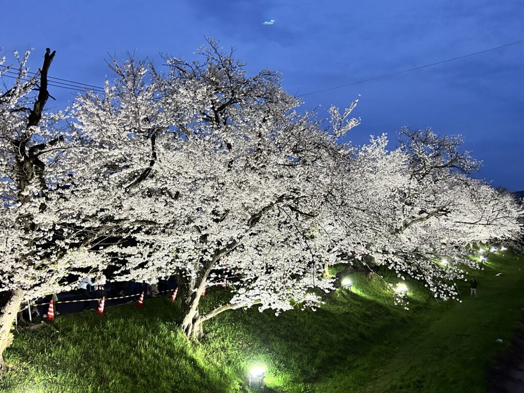 桜