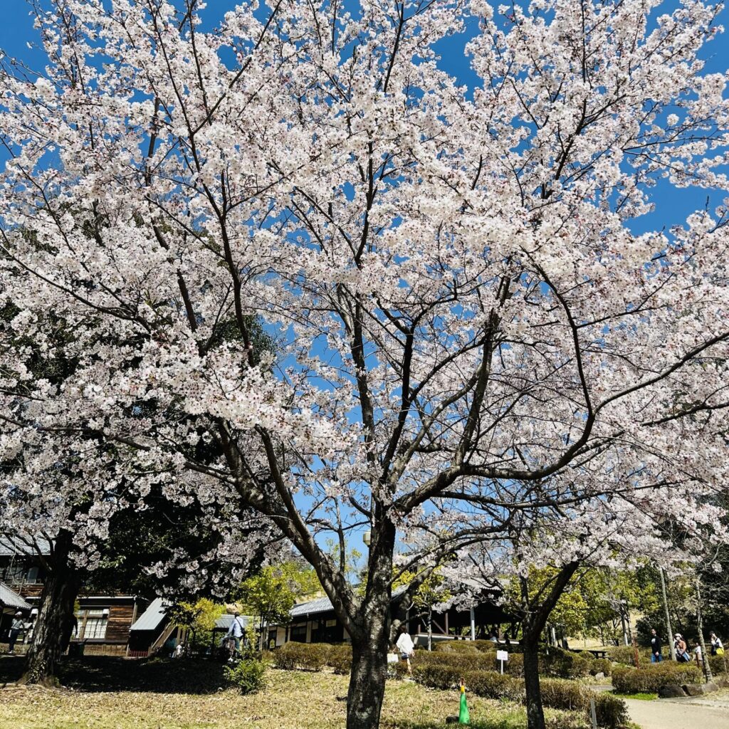 桜