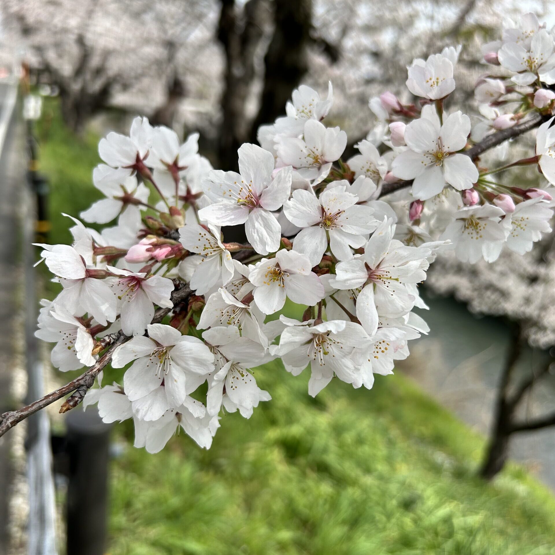 桜